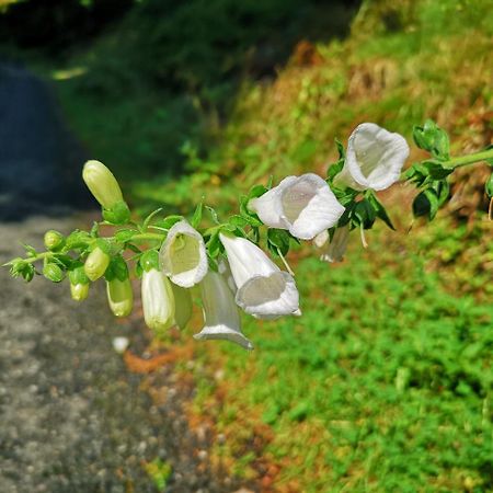 Penzion Lesni Pramen Pec pod Sněžkou Exteriér fotografie
